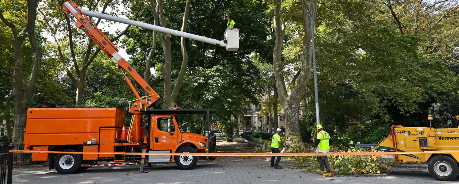 Tree service in Western Washington