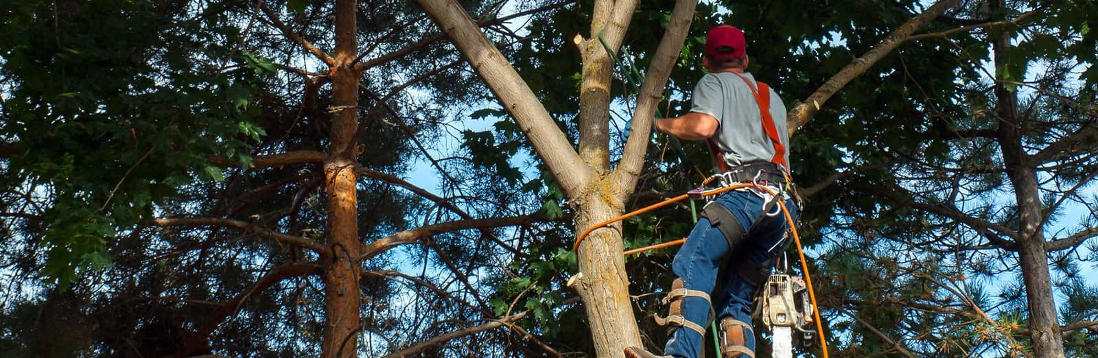 Completed tree service project