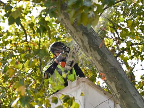 Tree work by Pa's Tree Service