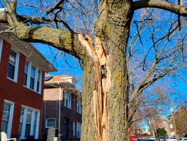 Dangerous Tree Removal