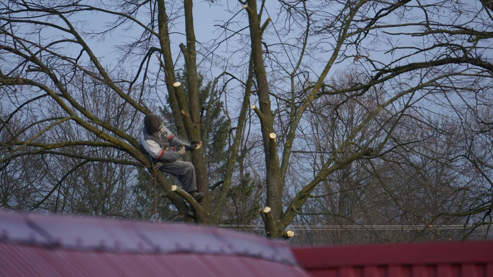 Fruit Tree Pruning