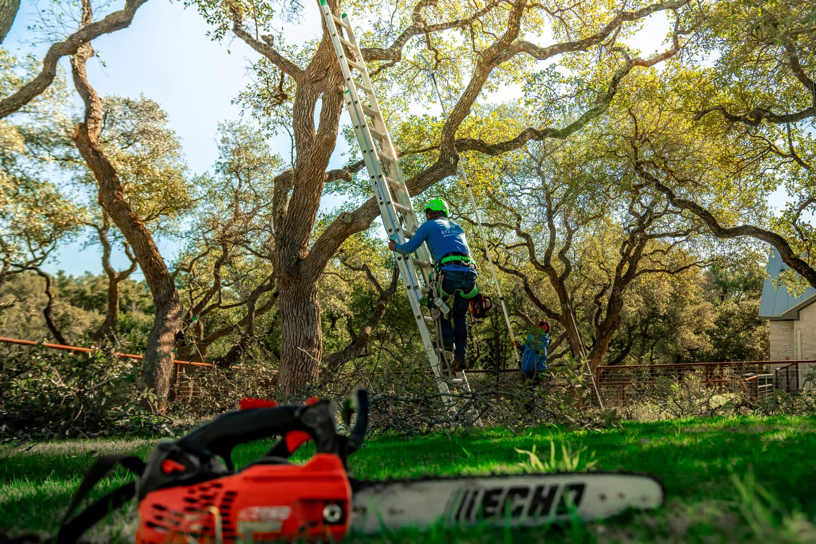 Shrub Trimming and Removal