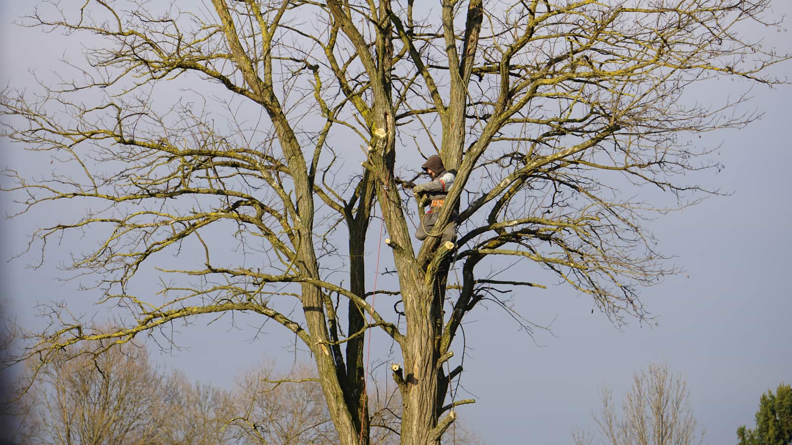 Comprehensive Tree Care