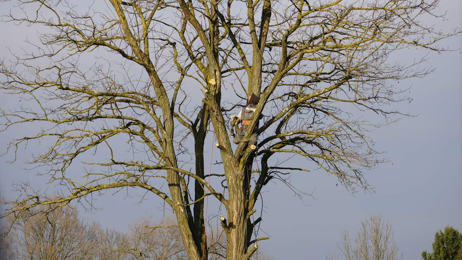 Tree Pruning and Trimming