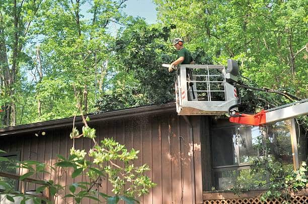 Tree Removal by Pa's Tree Service