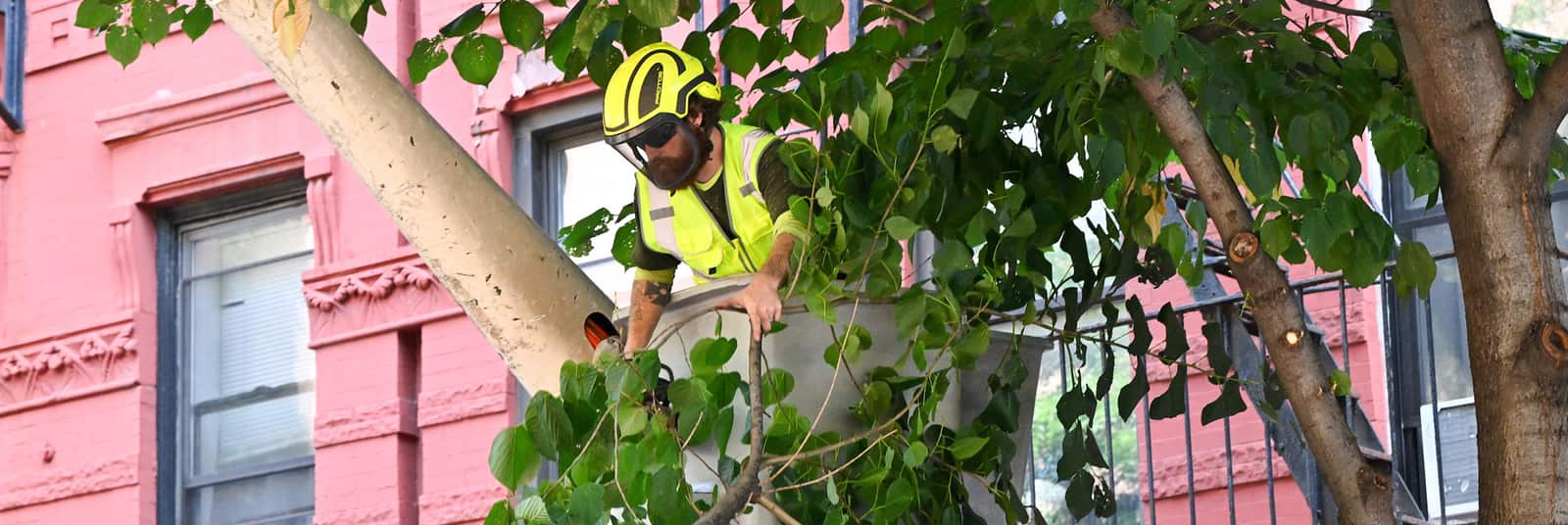 Tree Shaping Services