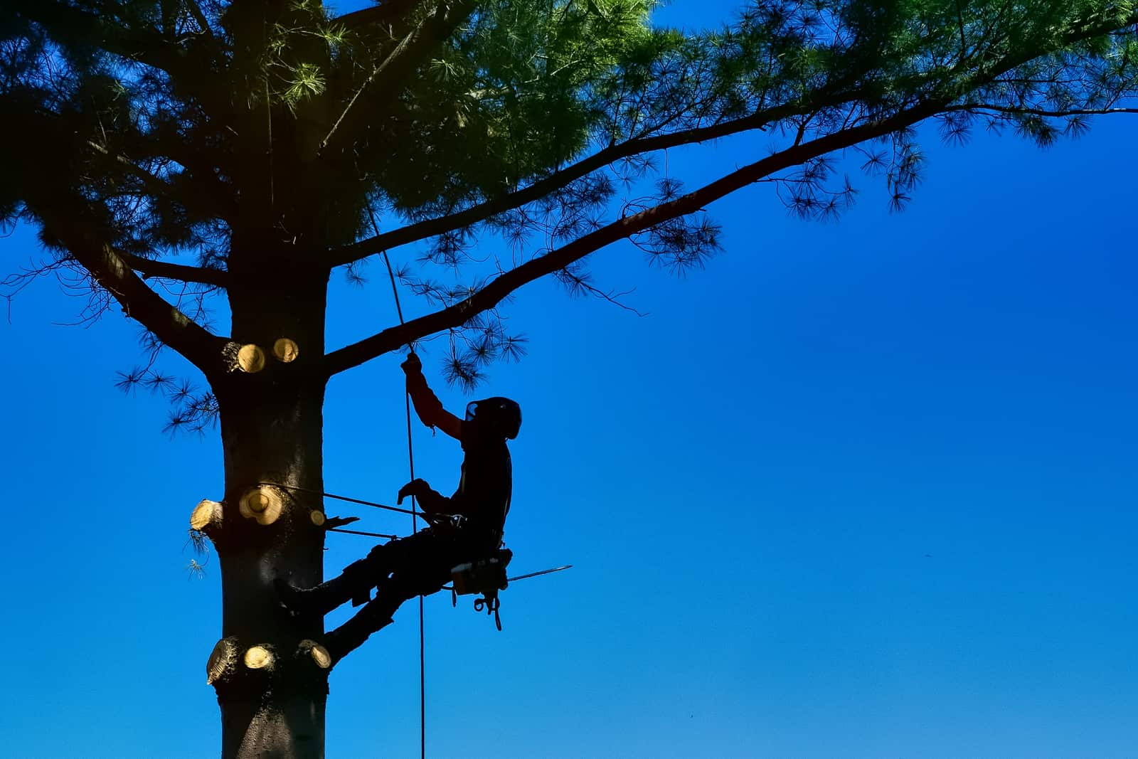 Professional tree removal