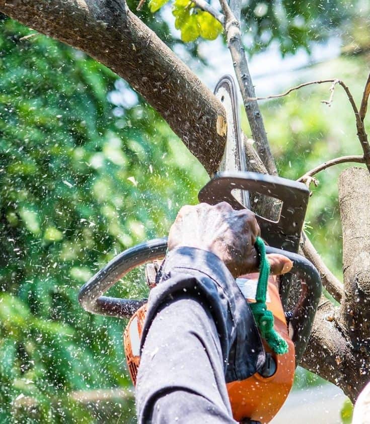 Pa's Tree Service team